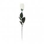 White Rose In Acetate