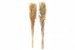 90cm Avana Dried Grass Bouquet