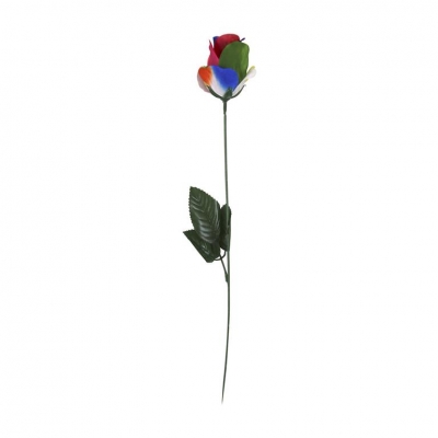 Rainbow Rose In Acetate