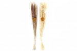 90cm Slim Dried Foxtail Bouq.