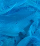 Eleganza Feathers Mixed Sizes 3Inch-5Inch 50G Bag Turquoise